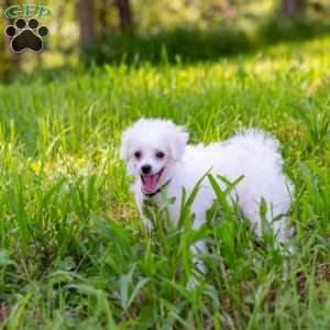 Sunkiss, Bichon Frise Puppy