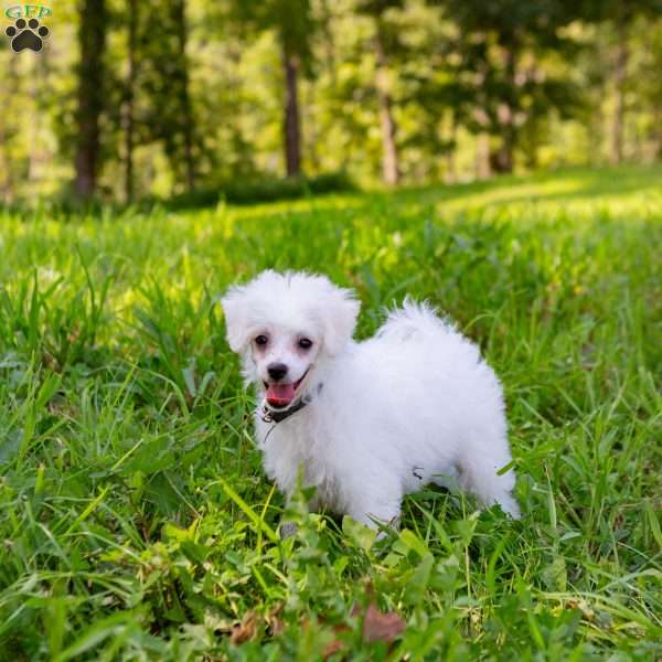 Sunkiss, Bichon Frise Puppy