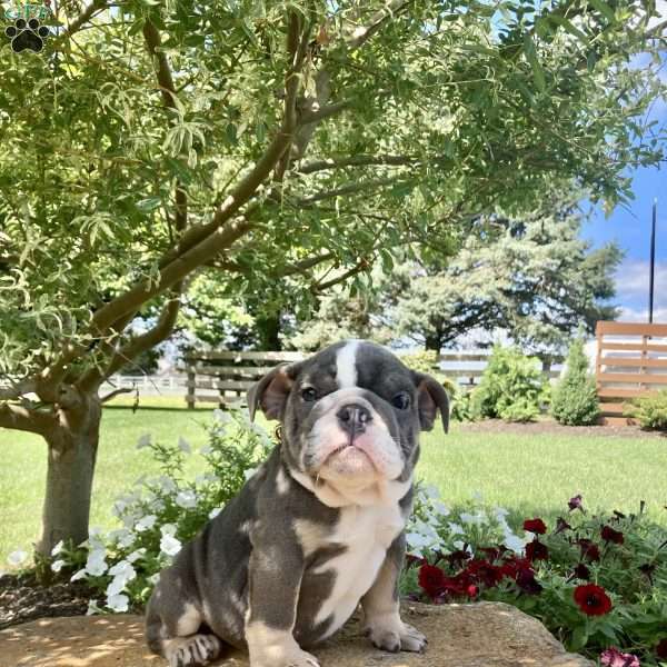 Rex, English Bulldog Puppy