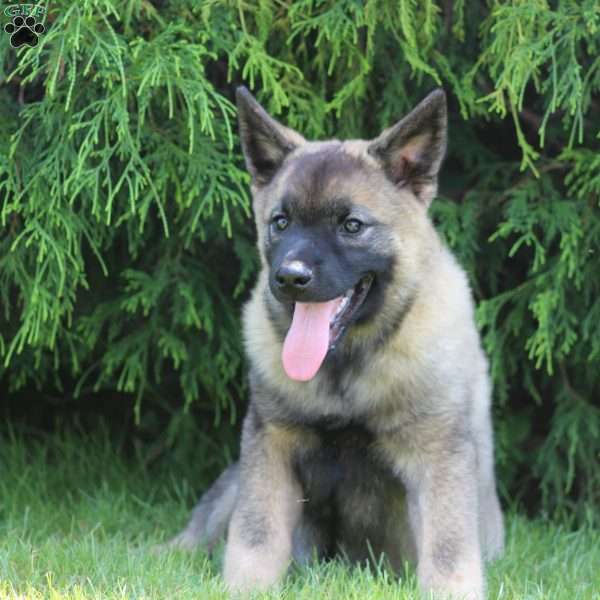 Lance, Norwegian Elkhound Puppy