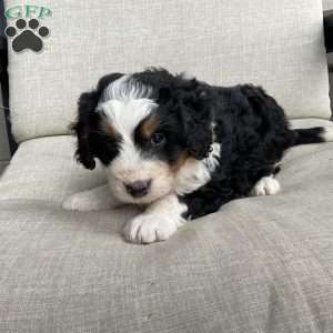 Dallas, Mini Bernedoodle Puppy