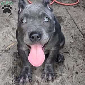 Lina, American Bully Puppy