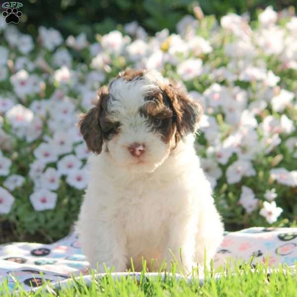 Earl, Cavapoo Puppy