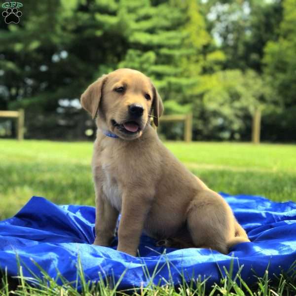 Easton, Golden Labrador Puppy