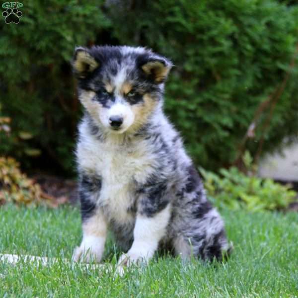 Echo, Pomsky Puppy