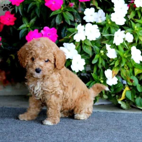 Echo, Mini Labradoodle Puppy