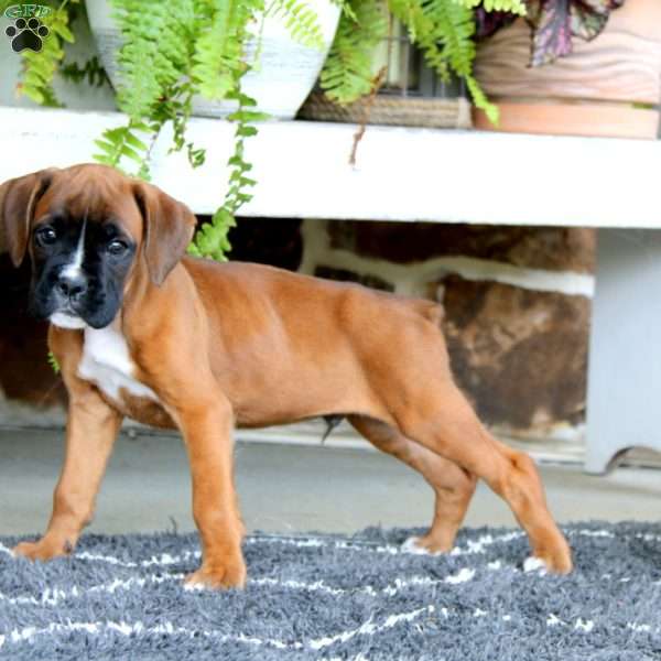 Echo, Boxer Puppy