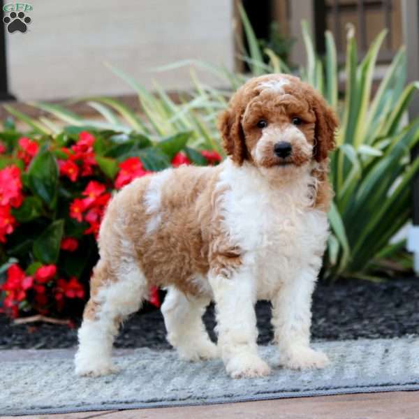 Echo – Moyen, Miniature Poodle Puppy