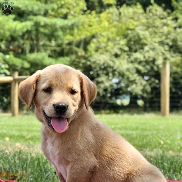 Echo, Golden Labrador Puppy