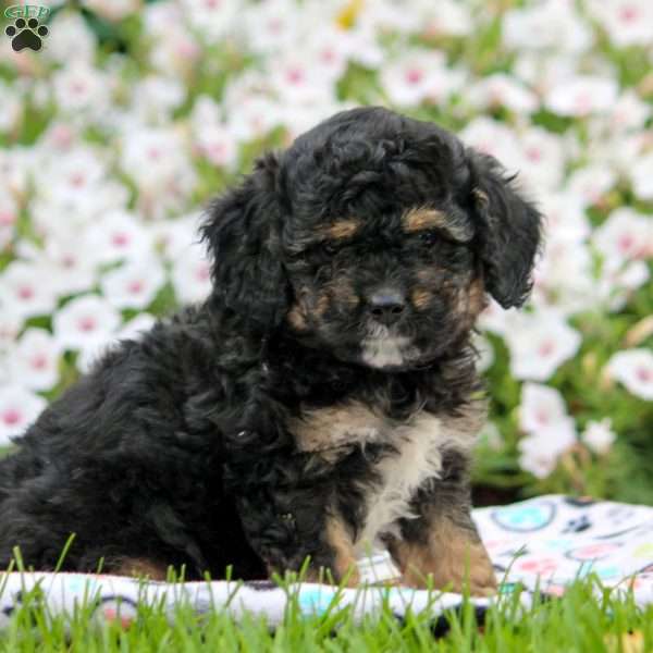 Ed, Cavapoo Puppy