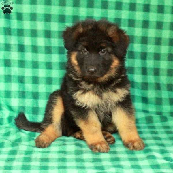 Eddie, German Shepherd Puppy