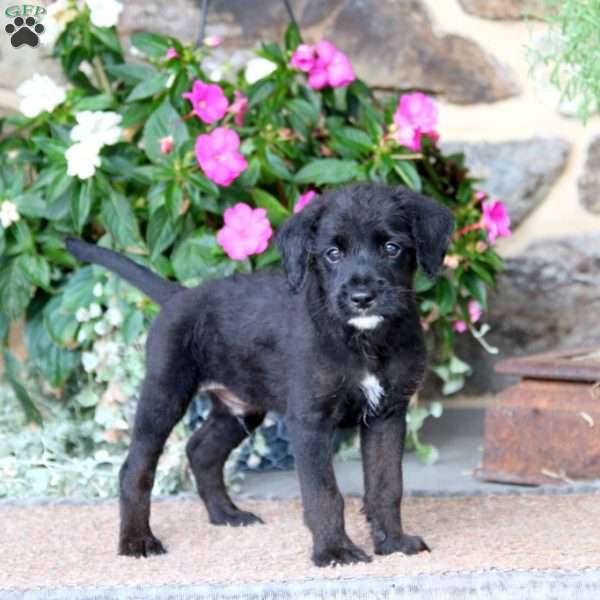 Eddie, Miniature Poodle Mix Puppy