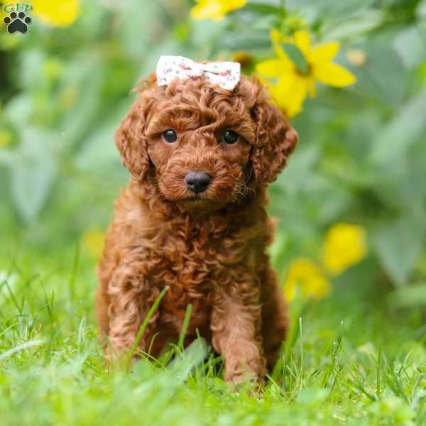 Eden, Cockapoo Puppy