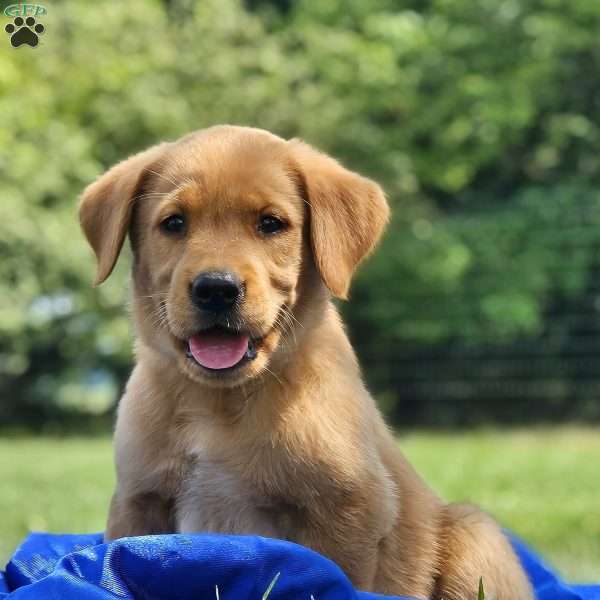 Edison, Golden Labrador Puppy