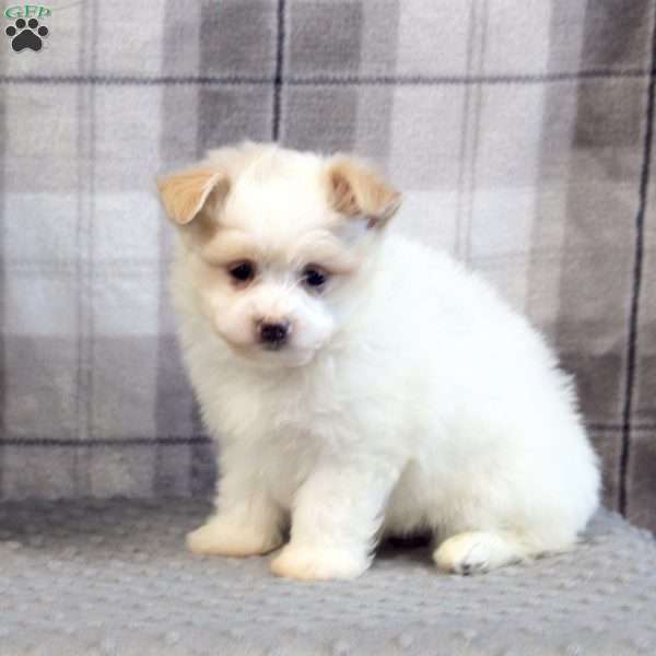 Edward, Maltipom Puppy