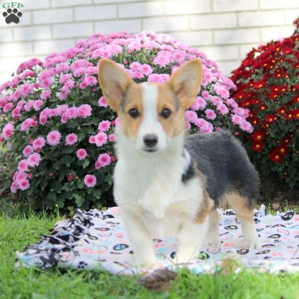 Edward, Pembroke Welsh Corgi Puppy