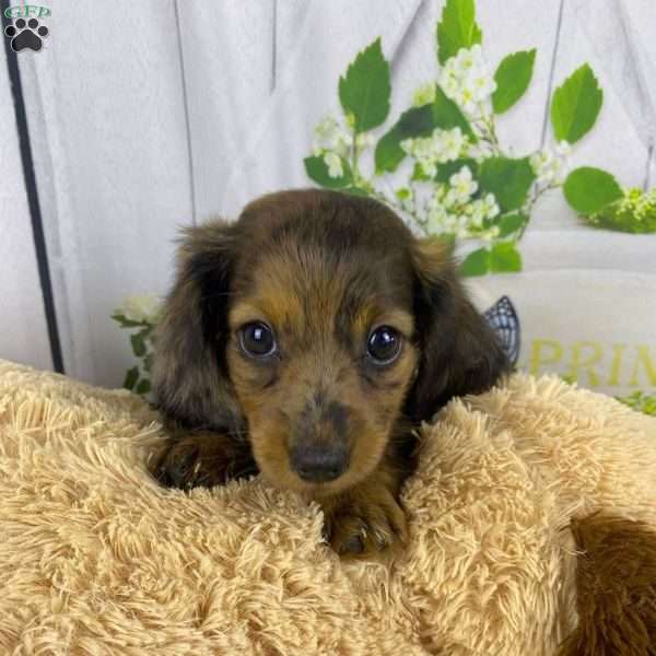 Sandy, Dachshund Puppy