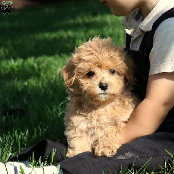 Elias, Maltipoo Puppy