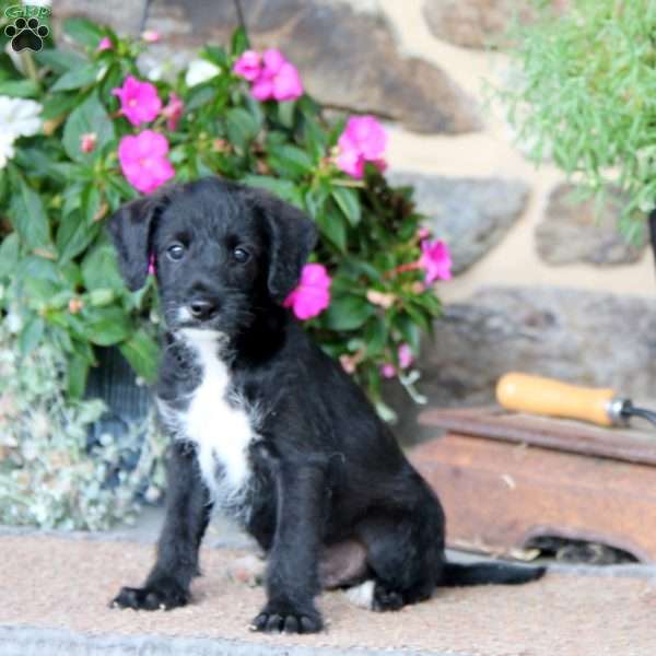 Eliot, Miniature Poodle Mix Puppy