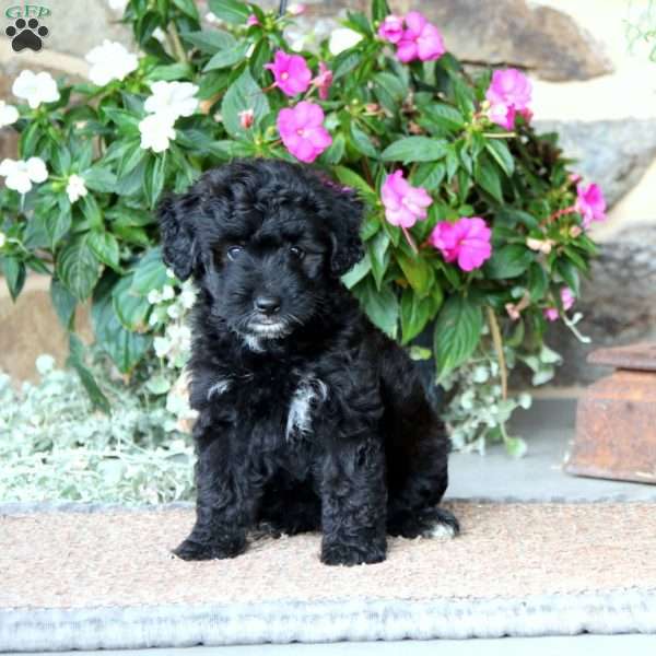 Elisha, Miniature Poodle Mix Puppy