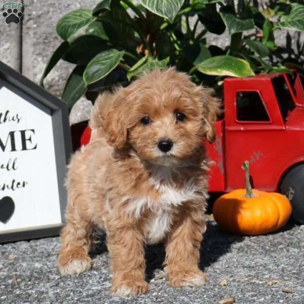 Eliza, Maltipoo Puppy