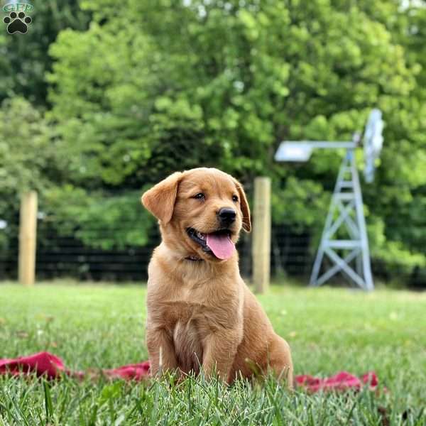 Eliza, Golden Labrador Puppy