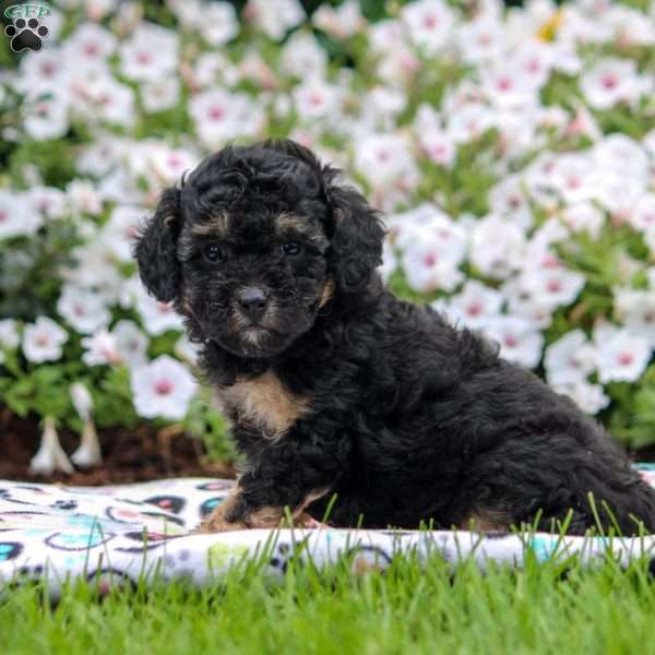 Ella, Cavapoo Puppy