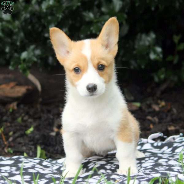 Ella, Pembroke Welsh Corgi Puppy