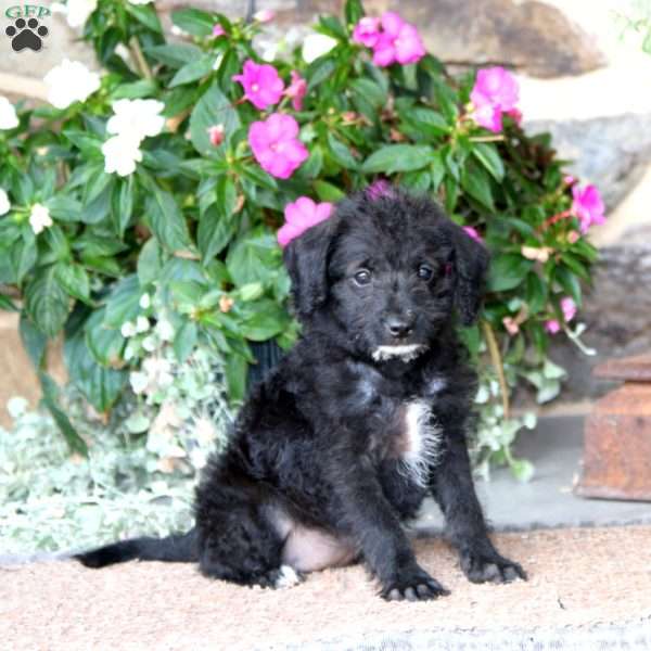 Ellen, Miniature Poodle Mix Puppy