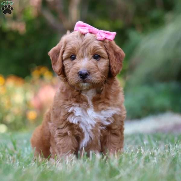 Ellie, Goldendoodle Puppy