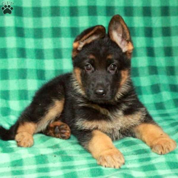 Ellie, German Shepherd Puppy