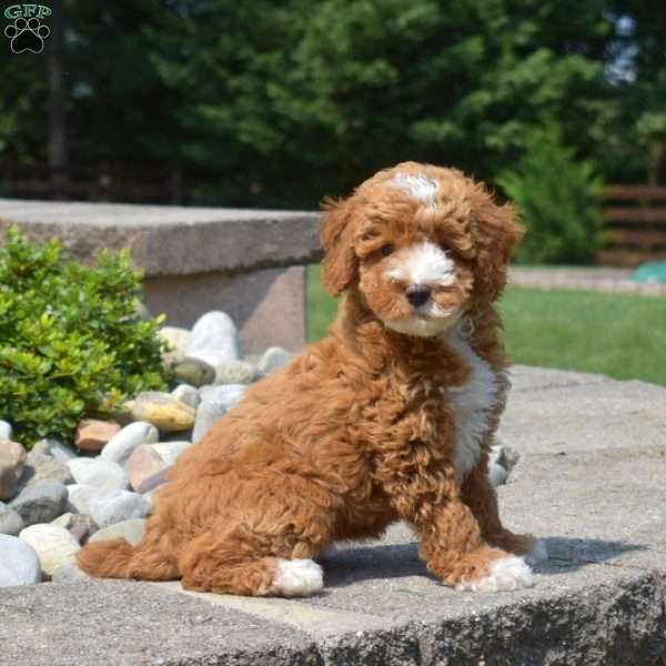 Ellie, Miniature Poodle Puppy