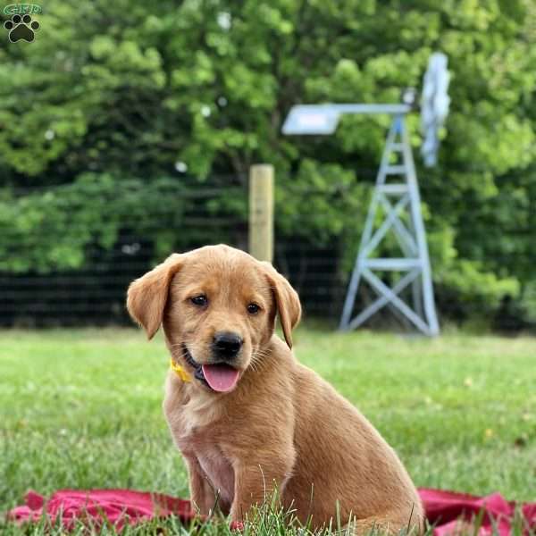 Ellie, Golden Labrador Puppy