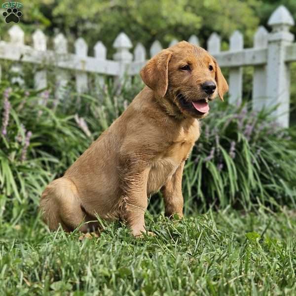 Ella, Golden Labrador Puppy