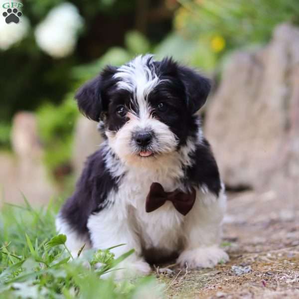 Elliot, Morkie / Yorktese Puppy