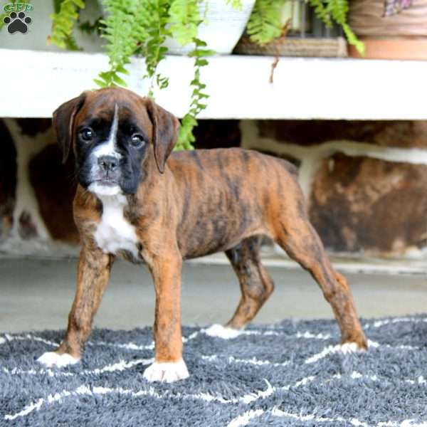 Elliot, Boxer Puppy