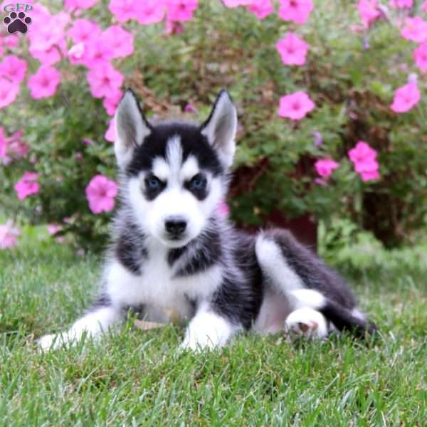 Elliot, Siberian Husky Puppy