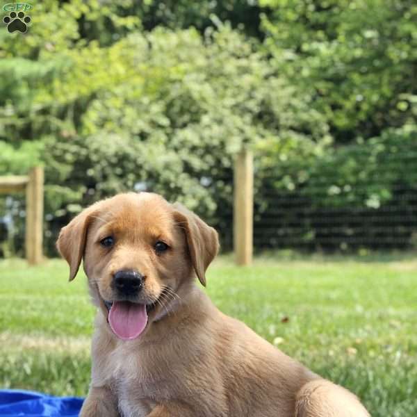 Elliot, Golden Labrador Puppy