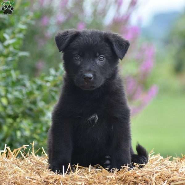 Elmo, German Shepherd Puppy