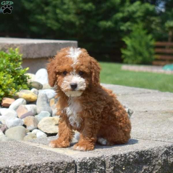 Elmo, Miniature Poodle Puppy