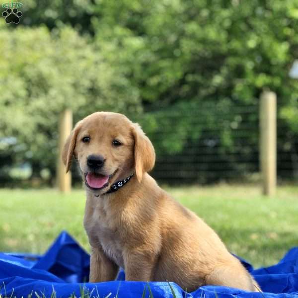 Elmo, Golden Labrador Puppy