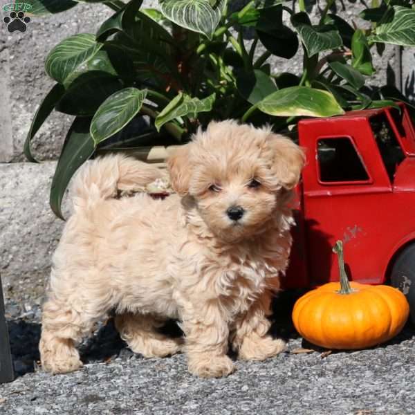 Elodie, Maltipoo Puppy