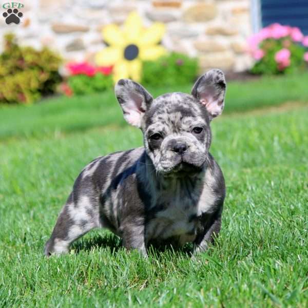 Elsa, French Bulldog Puppy