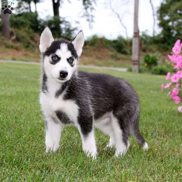 Elsa, Siberian Husky Puppy