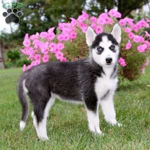 Elsa, Siberian Husky Puppy