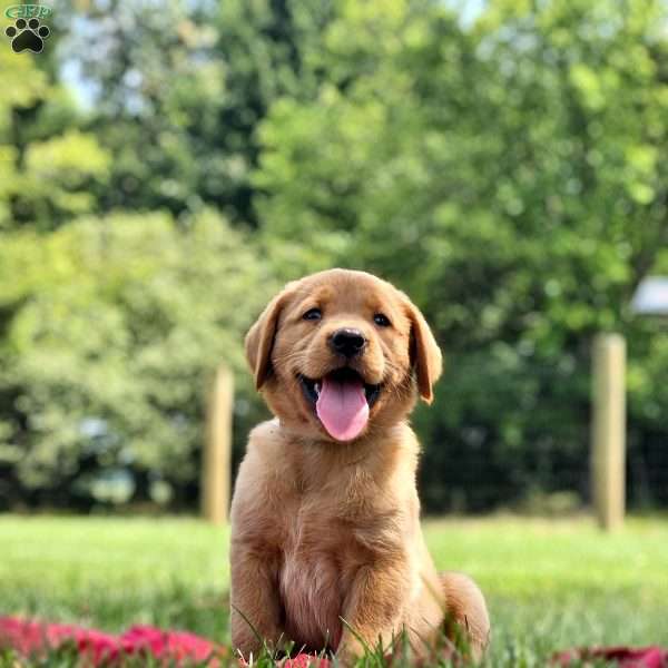 Elsa, Golden Labrador Puppy