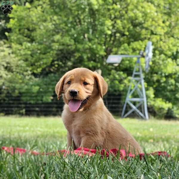 Elsie, Golden Labrador Puppy