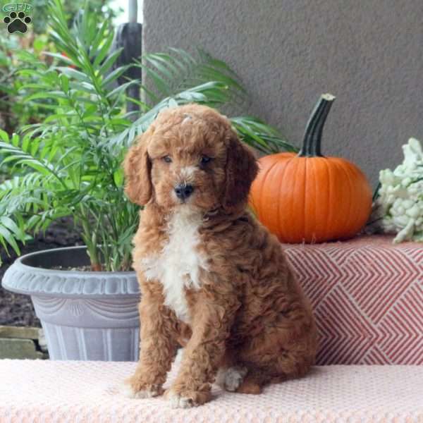 Elvis, Mini Goldendoodle Puppy