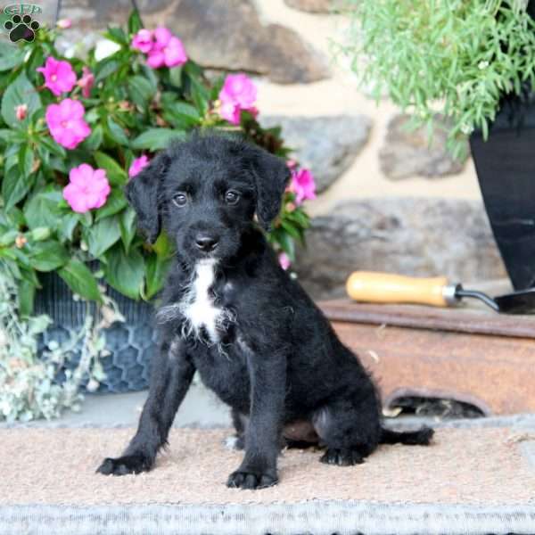 Ember, Miniature Poodle Mix Puppy