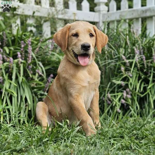 Emerald, Golden Labrador Puppy